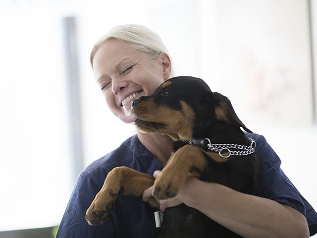 Eine Tierärztin hat einen Welpen auf dem Arm. Er leckt ihr Gesicht ab, während sie lacht.