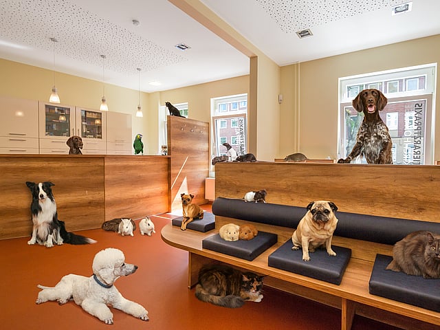 Eine Gruppe von Hunden in einer Zoohandlung.