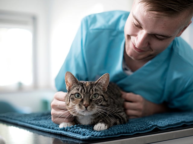 Ein Tierarzt lehnt sich über eine Katze auf die Liege und streichelt sie.