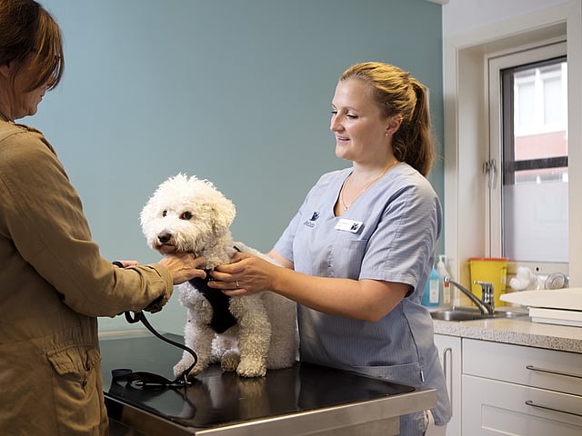 Eine Tierärztin und eine Frau stehen sich gegenüber an einem Tisch, auf dem ein weißer Hund sitzt. Beide schauen ihn an und halten ihn sanft.