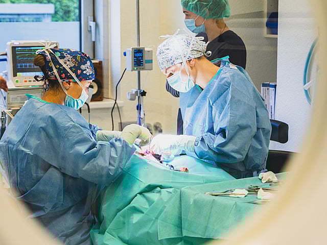 Ein Tierarzt hält den Kopf eines Berner Sennenhundes in den Händen. Sie schauen sich glücklich an.