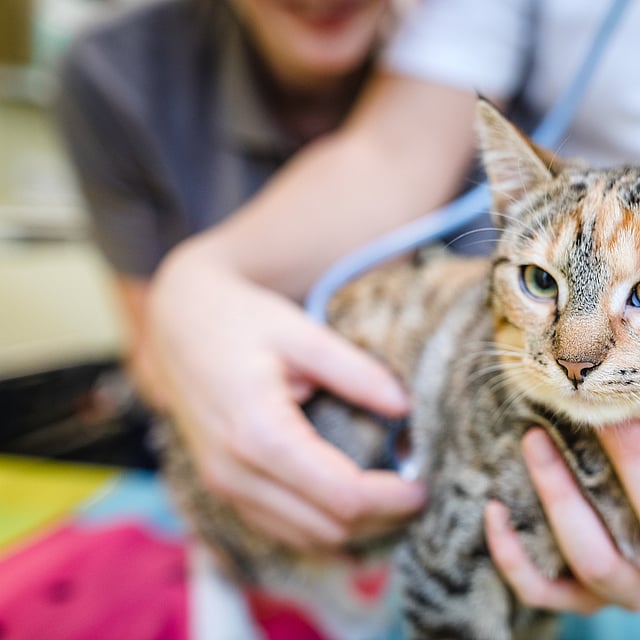 Eine Person, die eine Katze hält.