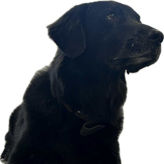 Eine Katze, die in die Luft springt.