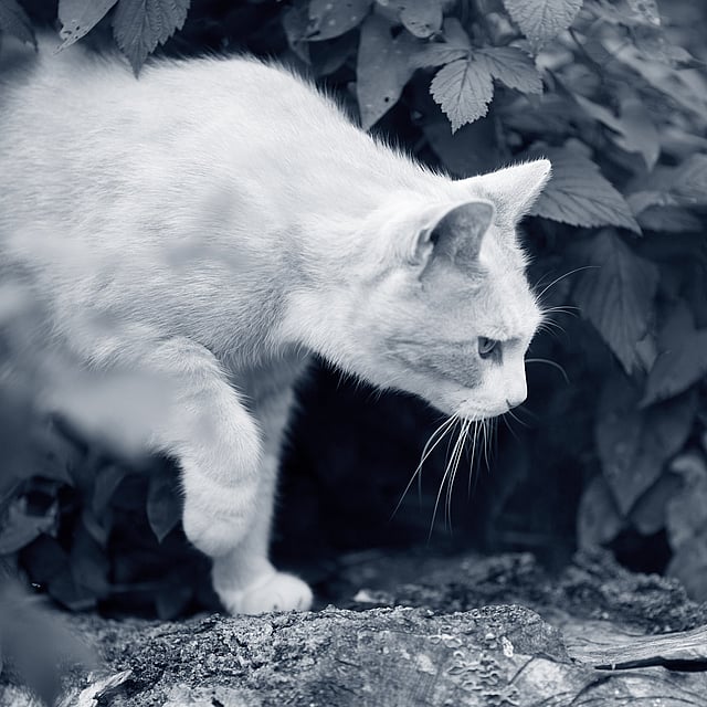 Eine Katze, die auf einem Felsen steht.