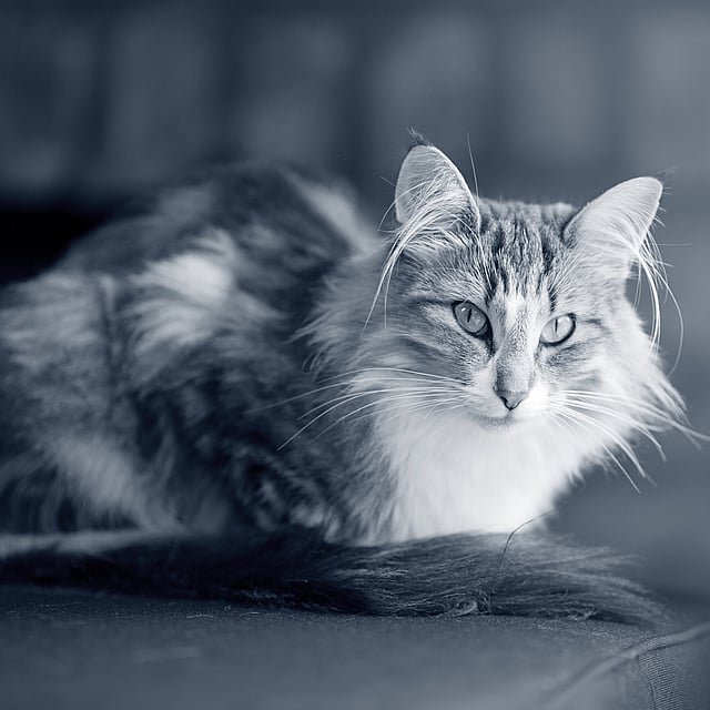 Eine Katze, die auf einer Couch liegt.