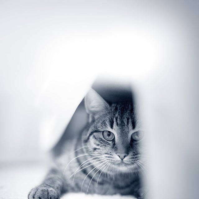 Eine Katze, die auf dem Boden liegt.