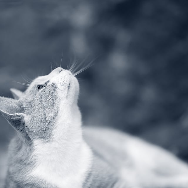 Eine Katze, die nach oben schaut.