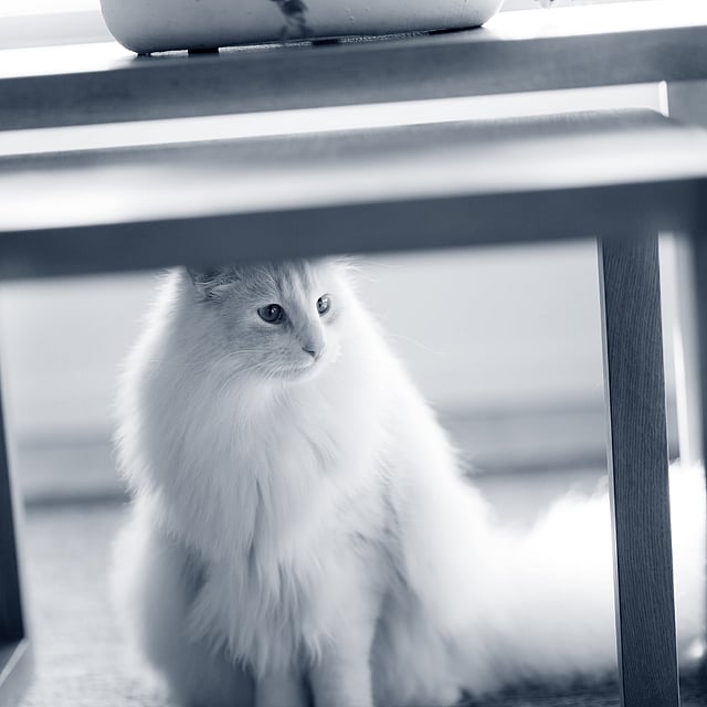 Eine Katze, die unter einem Tisch sitzt.