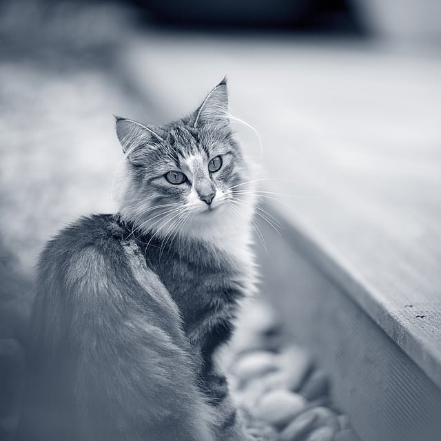 Eine Katze, die auf einer Holzterrasse sitzt.
