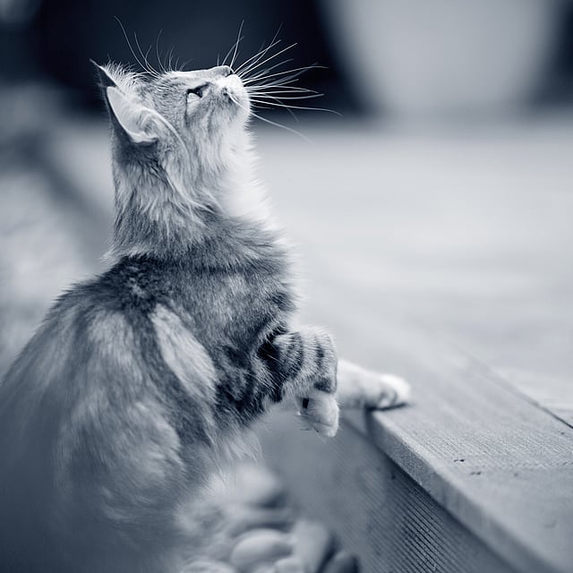 Eine Katze, die auf einem Felsvorsprung steht und nach oben schaut.