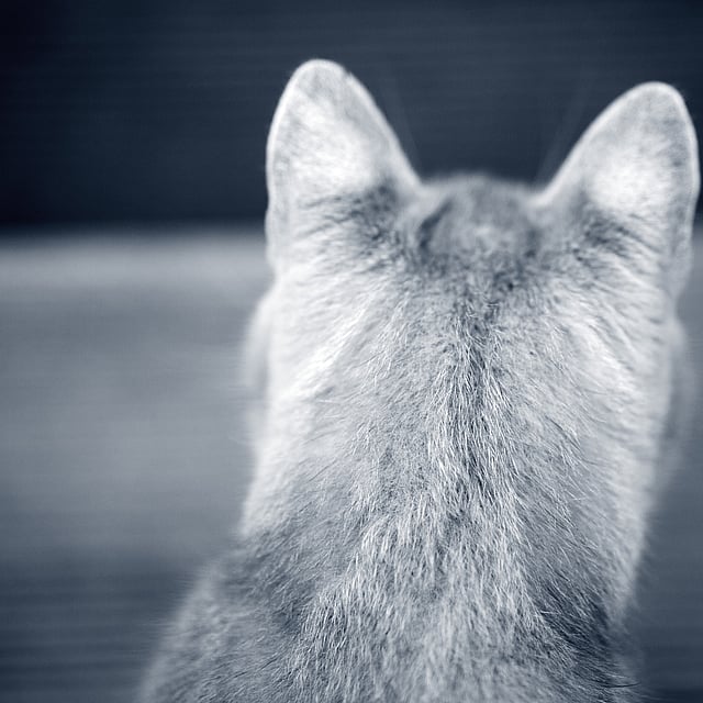 Der Rücken einer Katze.