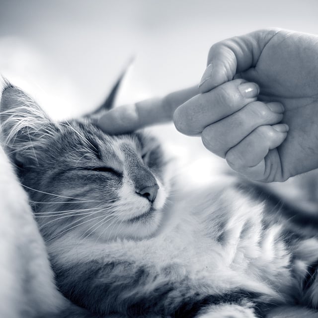 Eine Hand, die eine Katze berührt.