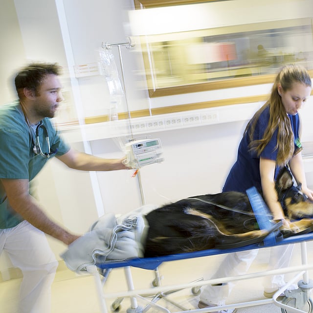 Eine Person auf einer Trage mit einem Hund, der darauf liegt.