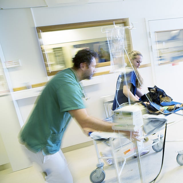 Eine Person, die einen Hund auf ein Krankenhausbett schiebt.