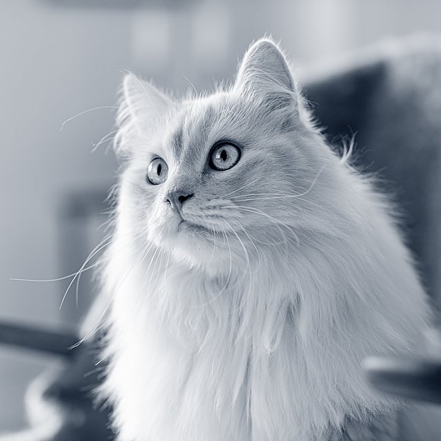 Eine weiße Katze mit glitzernden Augen.
