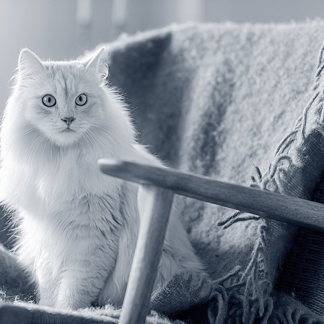 Eine Katze, die auf einem Stuhl sitzt.