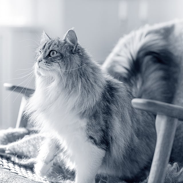 Eine Katze, die auf einem Stuhl sitzt.