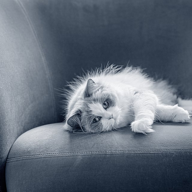 Eine Katze, die auf einer Couch liegt.