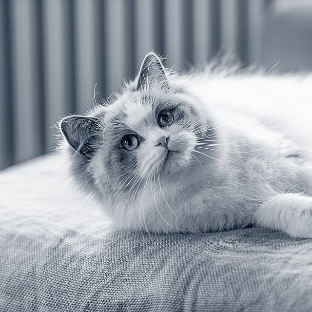 Eine Katze, die auf einem Bett liegt.