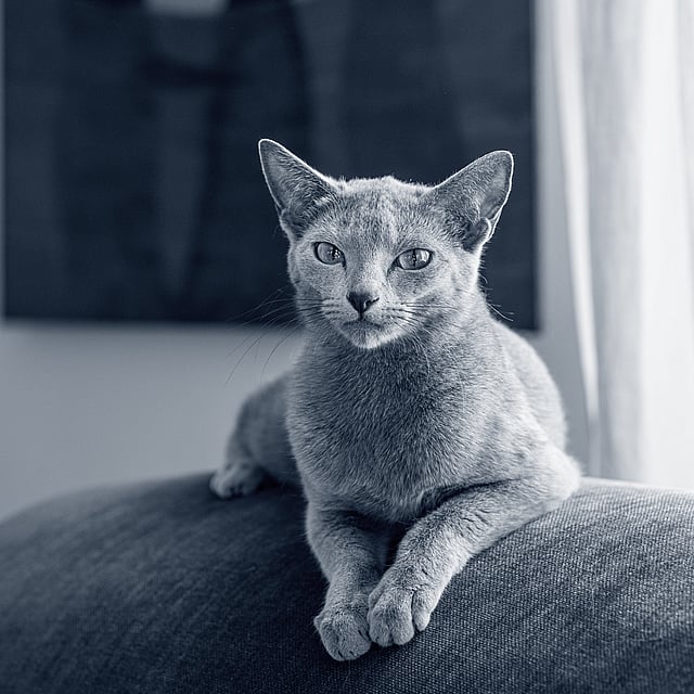 Eine Katze, die auf einer Couch liegt.
