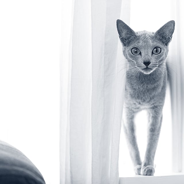 Eine Katze, die auf einem Fenstersims steht.