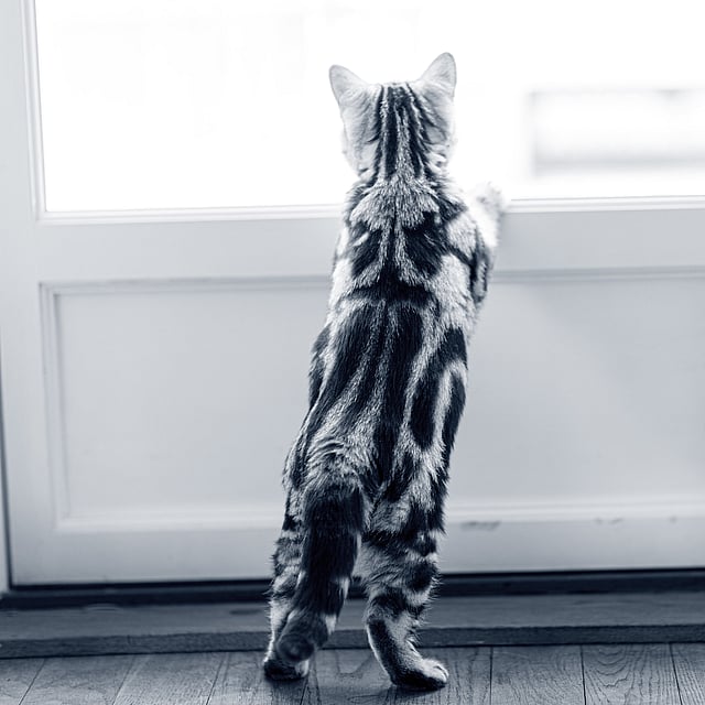 Katze schaut aus Fenster