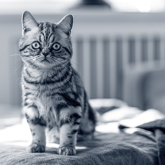 Eine Katze, die auf einer Couch sitzt.