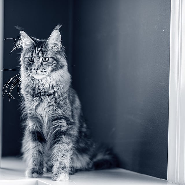 Eine Katze, die auf einem Fensterbrett sitzt.