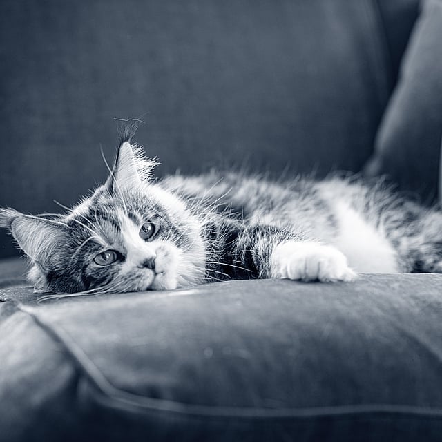 Eine Katze, die auf einer Couch liegt.