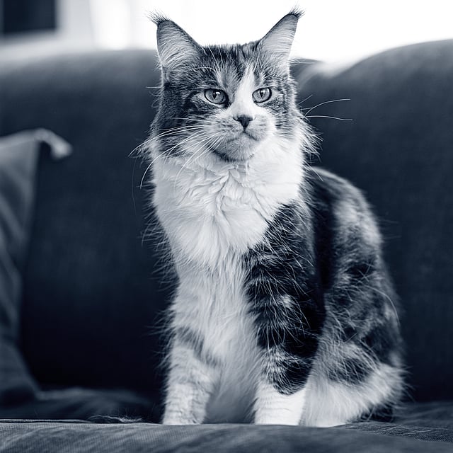 Eine Katze, die auf einer Couch sitzt.