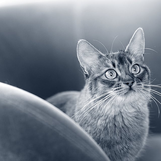 Eine Katze, die in die Kamera schaut.