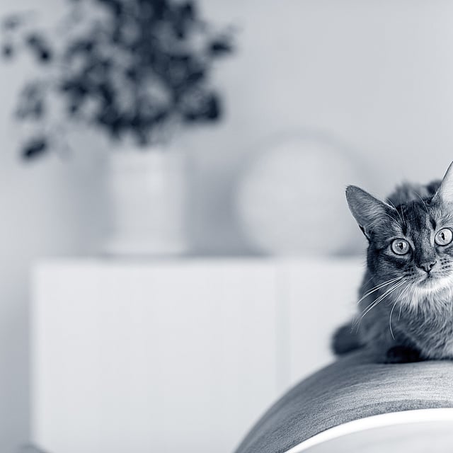 Eine Katze, die auf einer Couch sitzt.