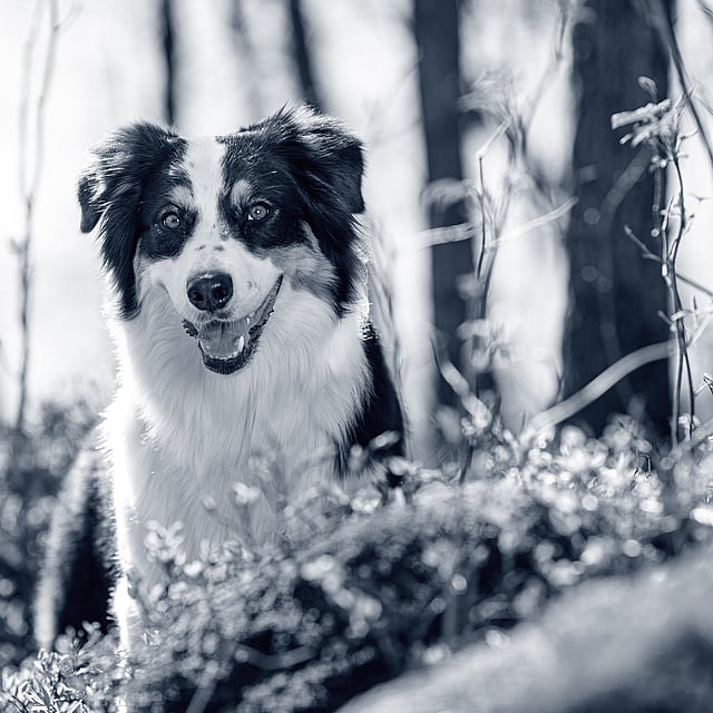 Ein Hund im Wald.