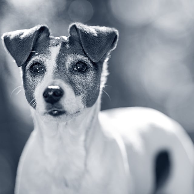 Ein Hund, der in die Kamera schaut.