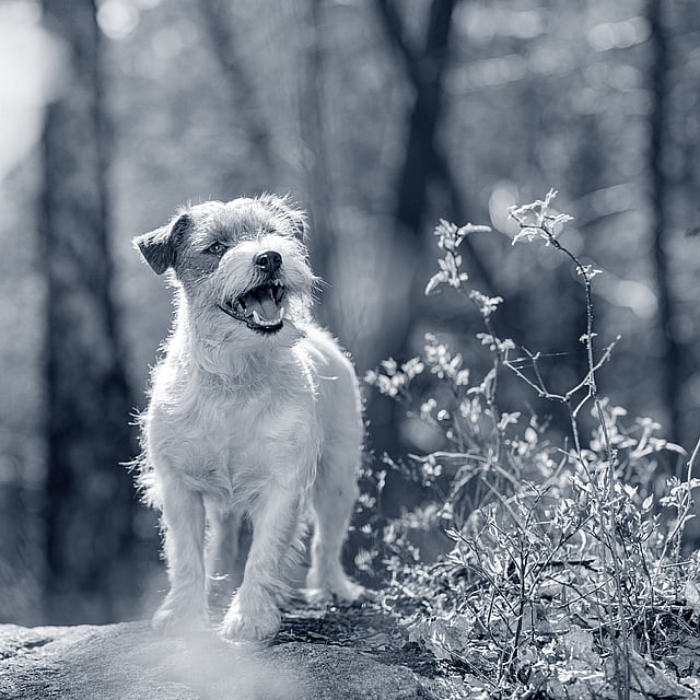 Ein Hund, der auf einem Felsen steht.