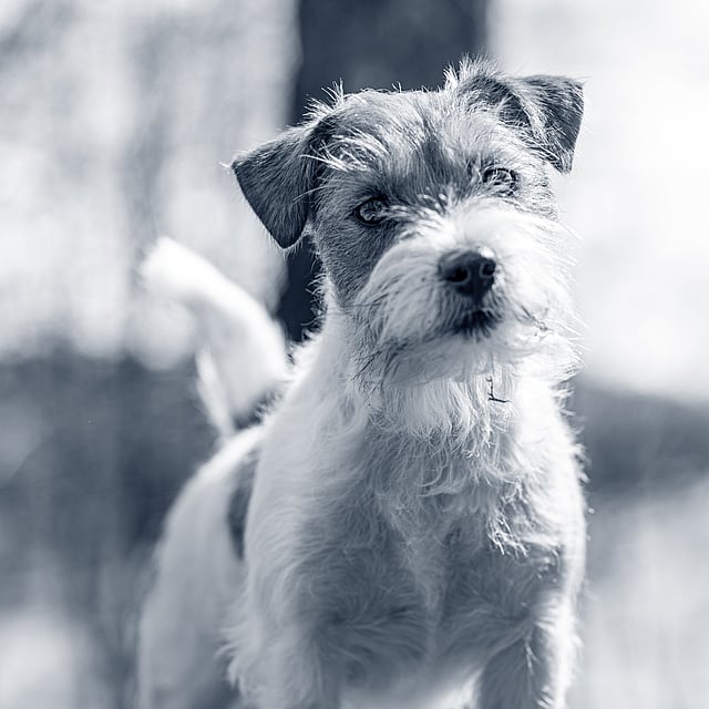 Ein Hund, der draußen im Schnee steht.