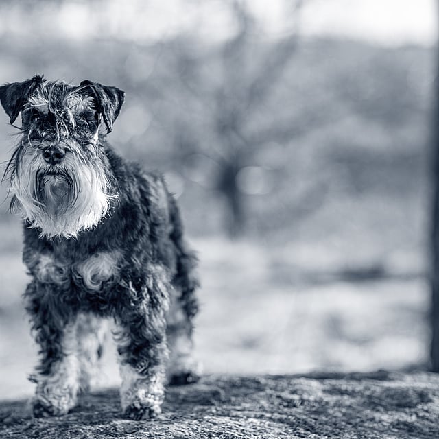 Ein Hund, der auf einem Felsen steht.