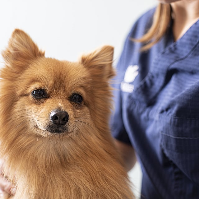 Tierärztin hält einen Spitz, der in die Kamera guckt