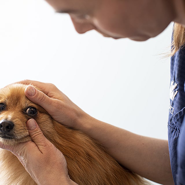 Eine Person, die einen Hund streichelt.