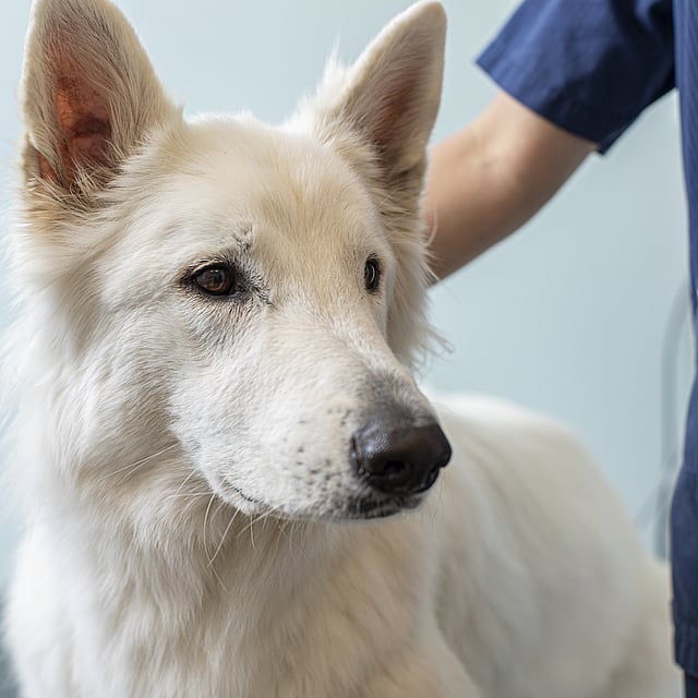 Ein weißer Hund mit schwarzer Nase und schwarzen Ohren.