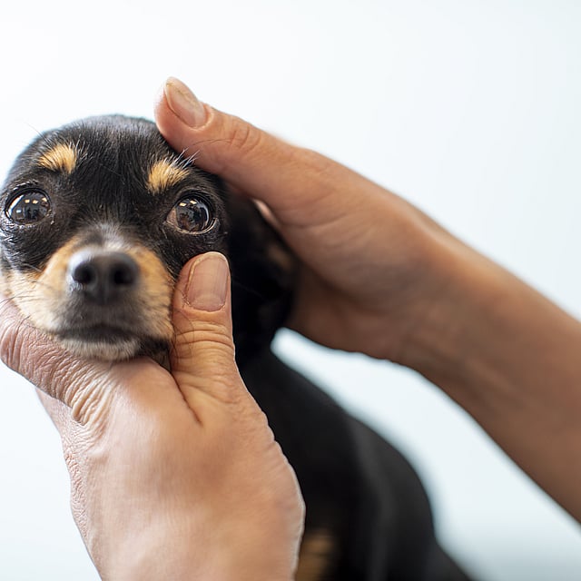 A person holding a dog.