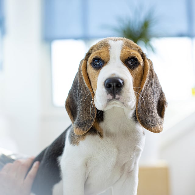 Ein Hund, der in die Kamera schaut.