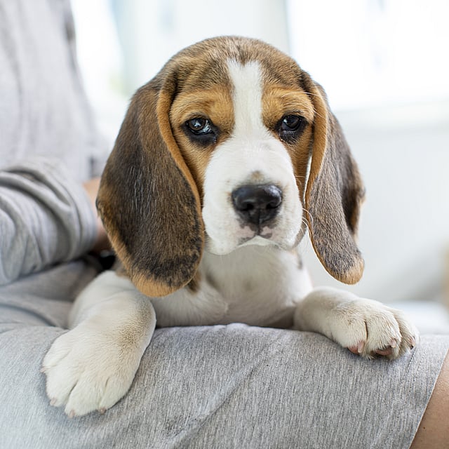 Ein Hund, der auf dem Schoß einer Person liegt.
