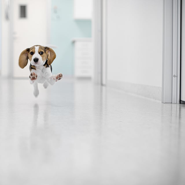 Ein Hund, der in einem Flur läuft.