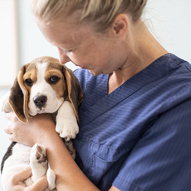 A person holding a dog.