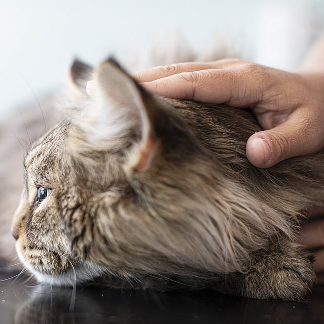 Eine Hand, die eine Katze streichelt.