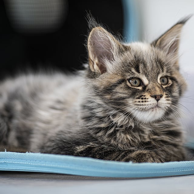 Eine Katze, die in einem blauen Gegenstand liegt.