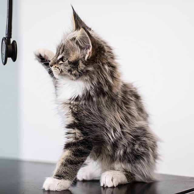 Eine Katze, die auf einem Tisch steht.