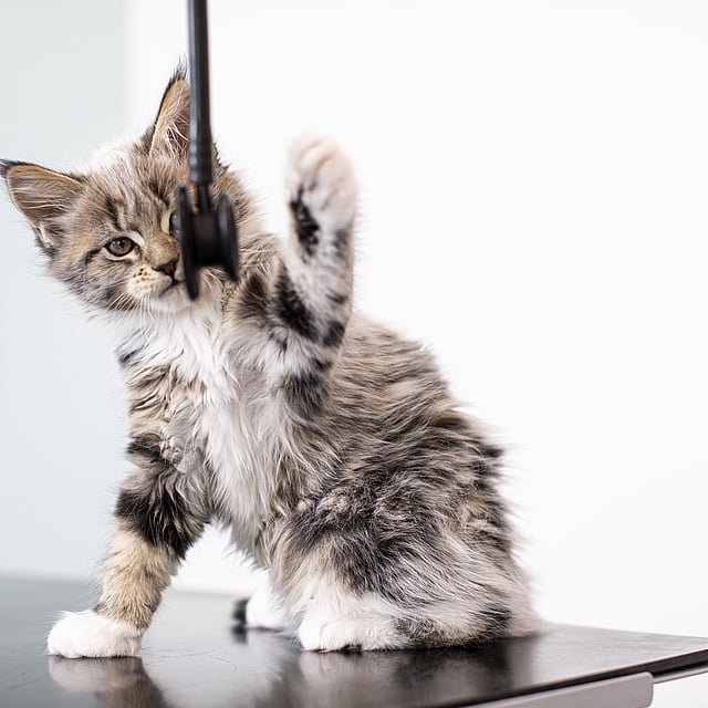 Eine Katze, die auf einem Tisch steht.
