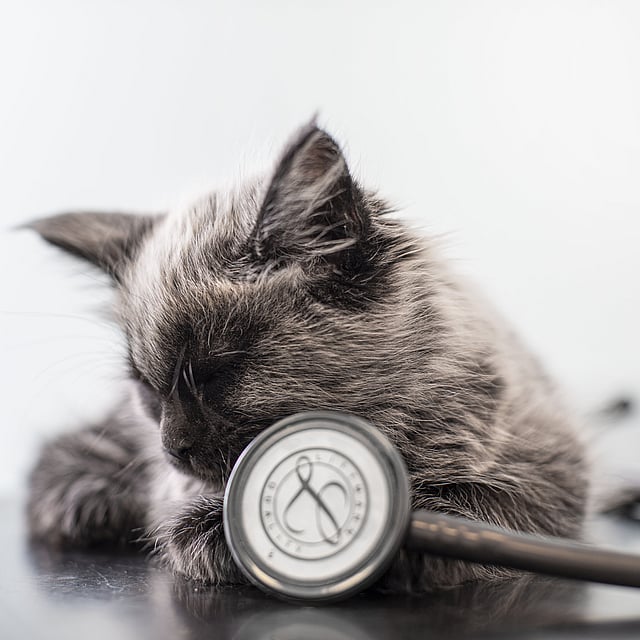 Eine Katze, die auf einem Tisch neben einem Stethoskop liegt.
